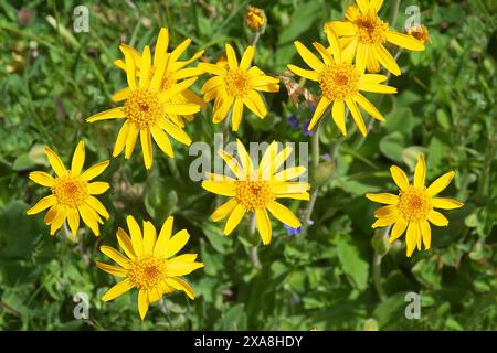 Mountain Arnica (Arnica montana), flowering plants. Austria Stock Photo