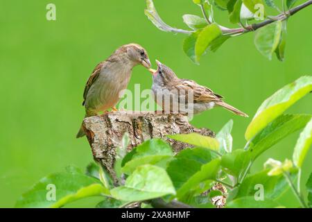 House Sparrow (Passer domesticus). Adult female feeding fledgling in an orchard. Germany Stock Photo