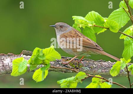 Hedgesparrow, Hedge Accentor, Dunnock (Prunella modularis). Adult perched on a Hazel twig in spring. Germany Stock Photo