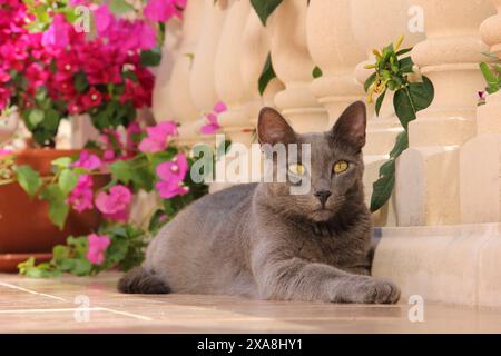 A young blue domestic cat (7 months old) lying on a terrace. Spain Stock Photo