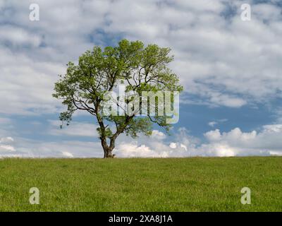 Single lonely tree on the horizon between a green field and blue sky with white clouds on a sunny day in Snowdonia near Dolgellau Stock Photo