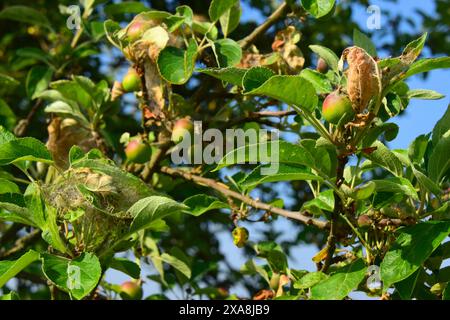 Codling Moth (Cydia pomonella). Caterpillar webs on an apple tree. Germany Stock Photo