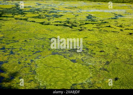 landscape with a lake covered with vegetation Stock Photo