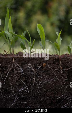 Young corn plants with roots in the soil Stock Photo - Alamy