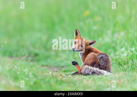 Red Fox (Vulpes vulpes). Female scratching. Slovakia Stock Photo