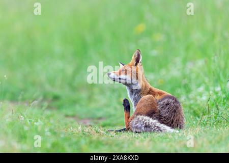 Red Fox (Vulpes vulpes). Female scratching. Slovakia Stock Photo