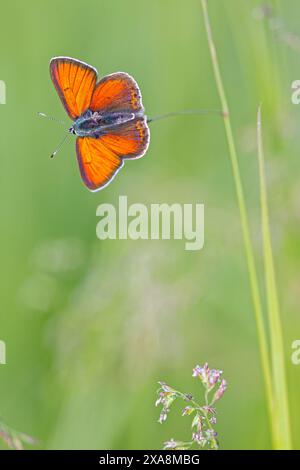 Purple-edged Copper (Lycaena hippothoe). Male on a stalk in early morning. Slovakia Stock Photo