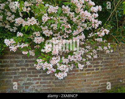 Beauty bush, Kolkwitzia amabilis, flowers Stock Photo
