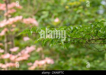 Close Up Leaves Of A Styrax Japonicus At Amsterdam The Netherlands 6-5-2024 Stock Photo