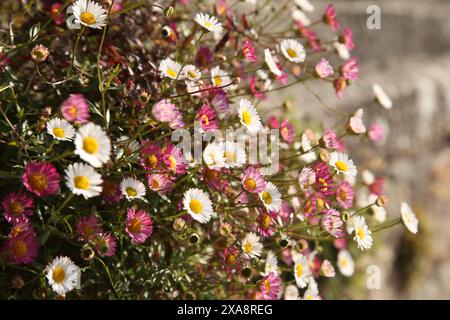 Daisies growing wild out of rock wall crevice in UK garden, St. Ives, Cornwall, England, UK, 2024 Stock Photo