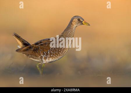 spotted crake (Porzana porzana), wading through shallow water, side view, Italy, Tuscany, Colli Alti Stock Photo