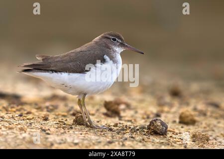 Spotted sandpiper (Actitis macularius), in eclipse plumage, side view, Azores Stock Photo