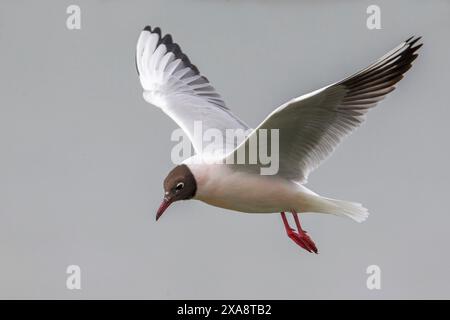 black-headed gull (Larus ridibundus, Chroicocephalus ridibundus), in flight, side view, Italy, Tuscany, Piana fiorentina; Stagno di Pere Stock Photo