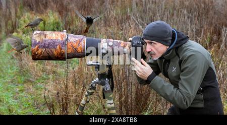 black redstart (Phoenicurus ochruros), perching on the tele lens of a bird photographer, others flying around the lens, Italy, Tuscany Stock Photo