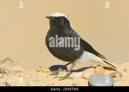 white-crowned black wheatear, white-crowned wheatear (Oenanthe leucopyga), full-length portrait, side view, Morocco Stock Photo
