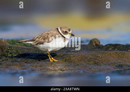 semi-palmated plover, semipalmated plover (Charadrius semipalmatus), foraging on the shore, side view Stock Photo