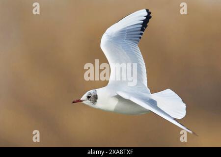 black-headed gull (Larus ridibundus, Chroicocephalus ridibundus), in flight, side view, Italy, Tuscany, Piana fiorentina; Stagno di Pere, Firenze Stock Photo