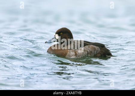 greater scaup (Aythya marila), swimming female, side view Stock Photo