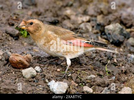 African crimson-winged finch (Rhodopechys sanguineus alienus, Rhodopechys alienus ), foraging on the ground, side view, Morocco Stock Photo