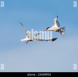 Common tern (Sterna hirundo), two flying Common Tern in flight, Netherlands, Maasband Stock Photo