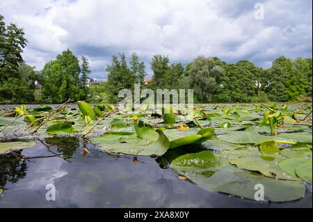 Water Lilly on a pond, plants on a lake, green leaves, biotope and habitat, trees surround river, landscape Stock Photo