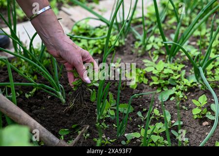 Close-up of a hand pulling weeds among green onion plants in a garden bed. Stock Photo