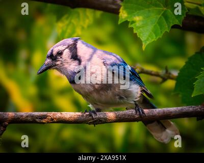 A close-up shot of a blue jay perched on a twig on a blurred natural green background Stock Photo