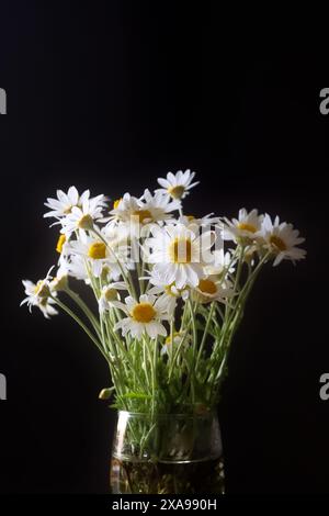 White daisies, chamomile flowers in the glass on black background Stock Photo