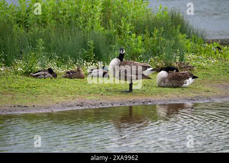Small mixed flock of waterfowl beside a pool. Stock Photo
