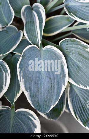 Leaf of Asian Hosta plant with green and with white color Stock Photo