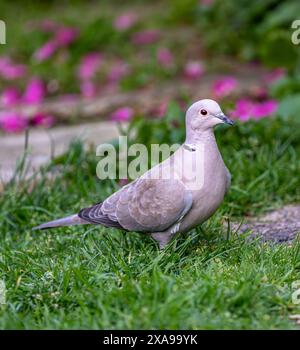 Lincolnshire, UK  -  A Eurasian Collard Dove (Streptopelia decaocto) on the ground foraging for food Stock Photo