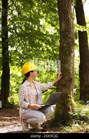 Forester with laptop examining tree in forest Stock Photo