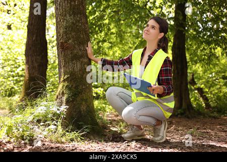 Forester with clipboard examining tree in forest Stock Photo