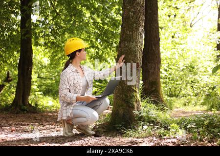 Forester with laptop examining tree in forest Stock Photo