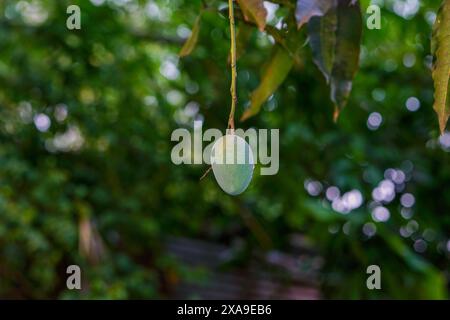 Green raw mango hanging on the tree Stock Photo