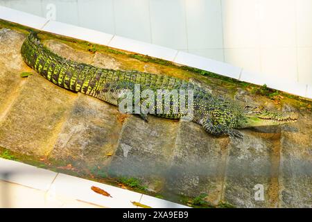 Green Crocodile Lying Down On The Stairs Stock Photo