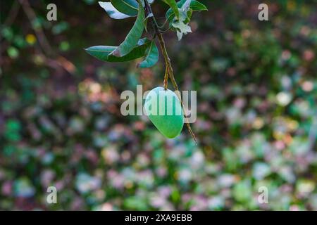 Mango hanging on a beautiful natural background Stock Photo