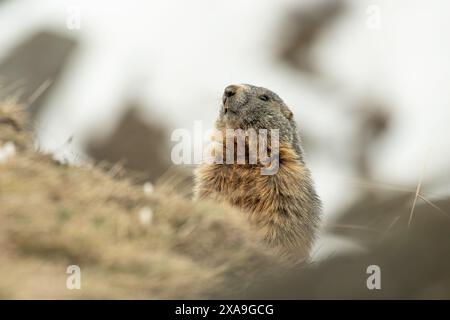 Whistling marmot on a mountain meadow Stock Photo - Alamy