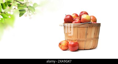 Apples Isolated on White Background Stock Photo