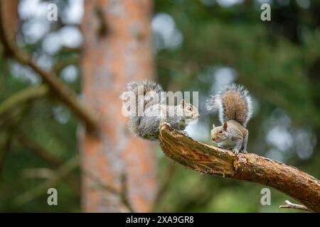 A pair of wild, playful grey squirrels (Sciurus carolinensis) isolated together on a branch playing in a UK pine forest. Stock Photo