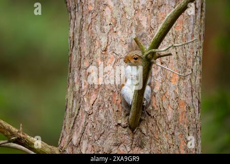Wild, UK grey squirrel (Sciurus carolinensis) isolated in natural woodland relaxing against a tree trunk, looking particularly cute! Stock Photo