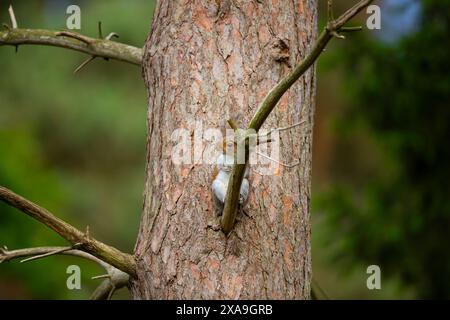 Grey squirrel relaxing against a tree trunk. Stock Photo