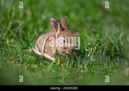 Low angle close up view of a wild, UK baby rabbit munching grass on a sunny day. Stock Photo