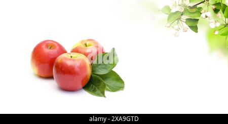 Apples Isolated on White Background Stock Photo