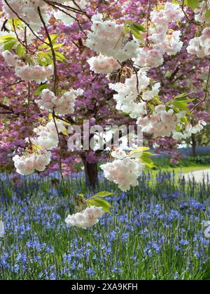 CHERRY BLOSSOM Prunus shogetsu. Japanese flowering Cherry Blossom and PRUNUS ACCOLADE Cherry Blossom with Large camas (Camassia leichtlinii) between Stock Photo