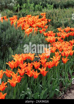 Tulip Ballerina amongst Pinus mugo subs.mugo dwarf mountain pine. A perennial bulb, with grey-green foliage and yellow flowers ,red outside. Stock Photo