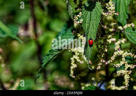 Ladybug on leaf with foliage in background Stock Photo