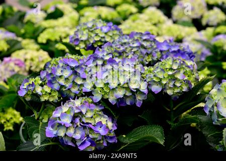 Close-up of hydrants with a backdrop of green foliage Stock Photo