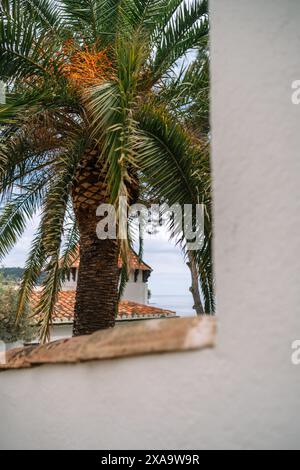 Palm trees along the ocean seen through a window Stock Photo