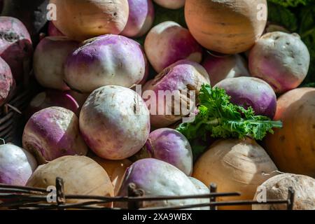 An abundance of turnips on a market stall in the sunshine Stock Photo